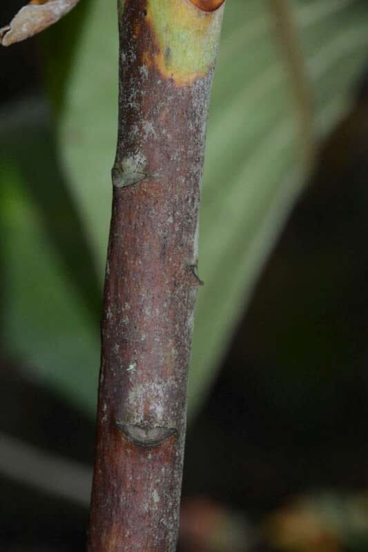 R. suoilenhense hos Harold Fearing. Foto: Harold Fearing