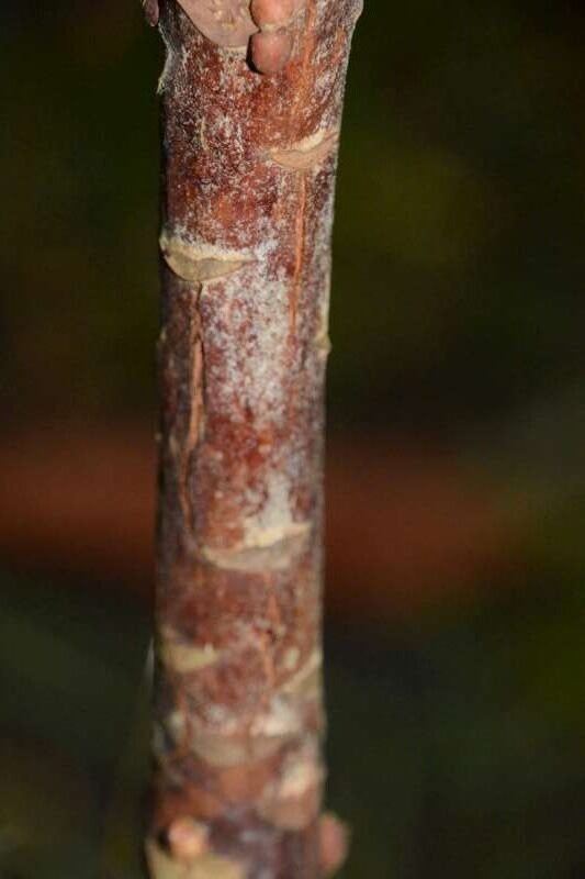 R. suoilenhense hos Harold Fearing. Foto: Harold Fearing