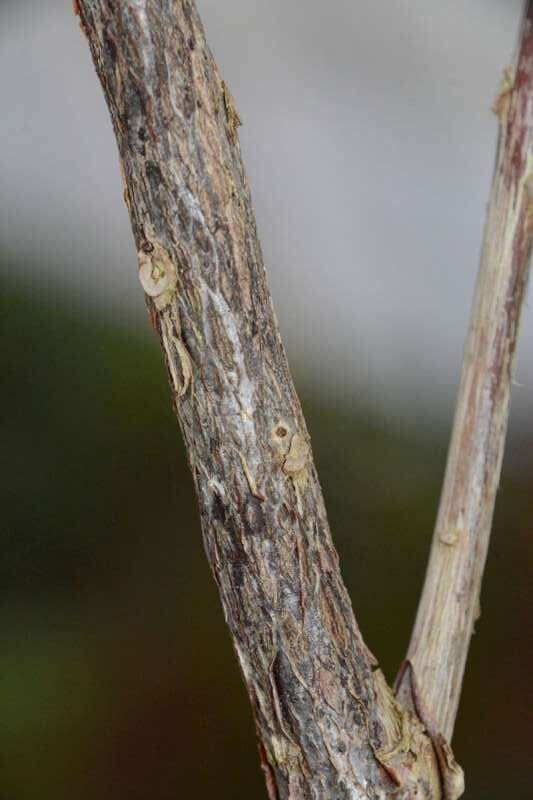 R. taggianum hos Harold Fearing. Foto: Harold Fearing