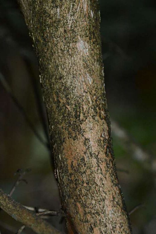 R. taiwanalpinum hos Harold Fearing. Våd stamme Foto: Harold Fearing
