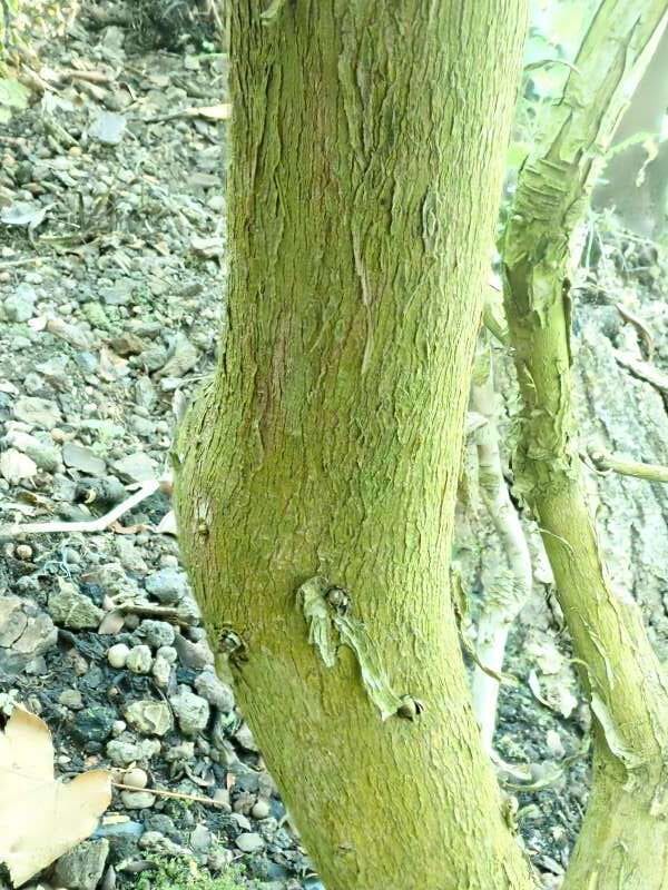 R. tanastylum THG2899 i Bremen's Rhododendronpark. Bark. Foto: Hans Eiberg