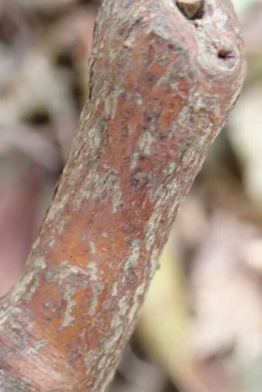 R. temenium var. gilvum stamme. Foto: Hans Eiberg