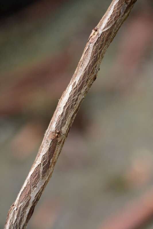 R. tephropeplum bark, hos Harold Fearing. Foto: Harold Fearing