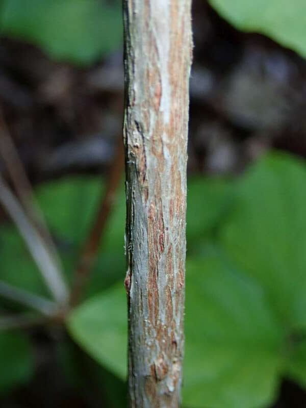 R. wadanum / reticulatum album, stamme. Foto: Hans Eiberg