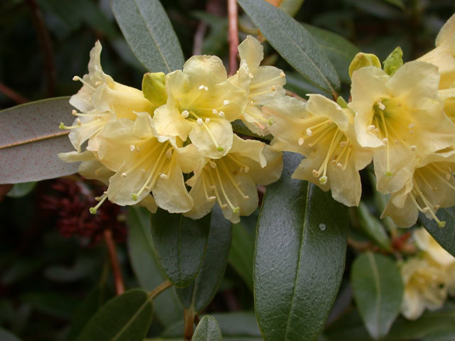 zaleucum-flaviflorum-KW20837-Glenarn