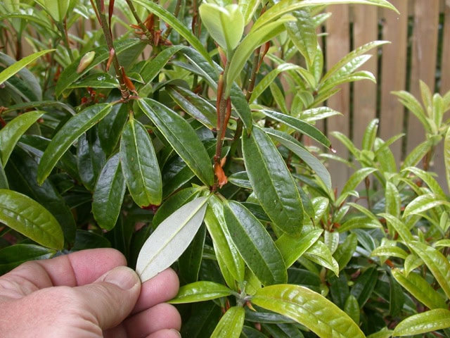 zaleucum--flaviflorum-leaves-Glenarn